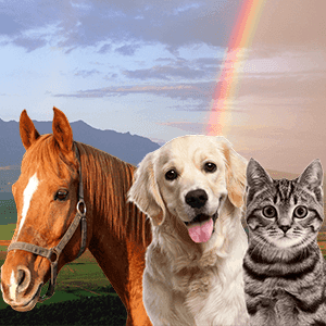 Family pets