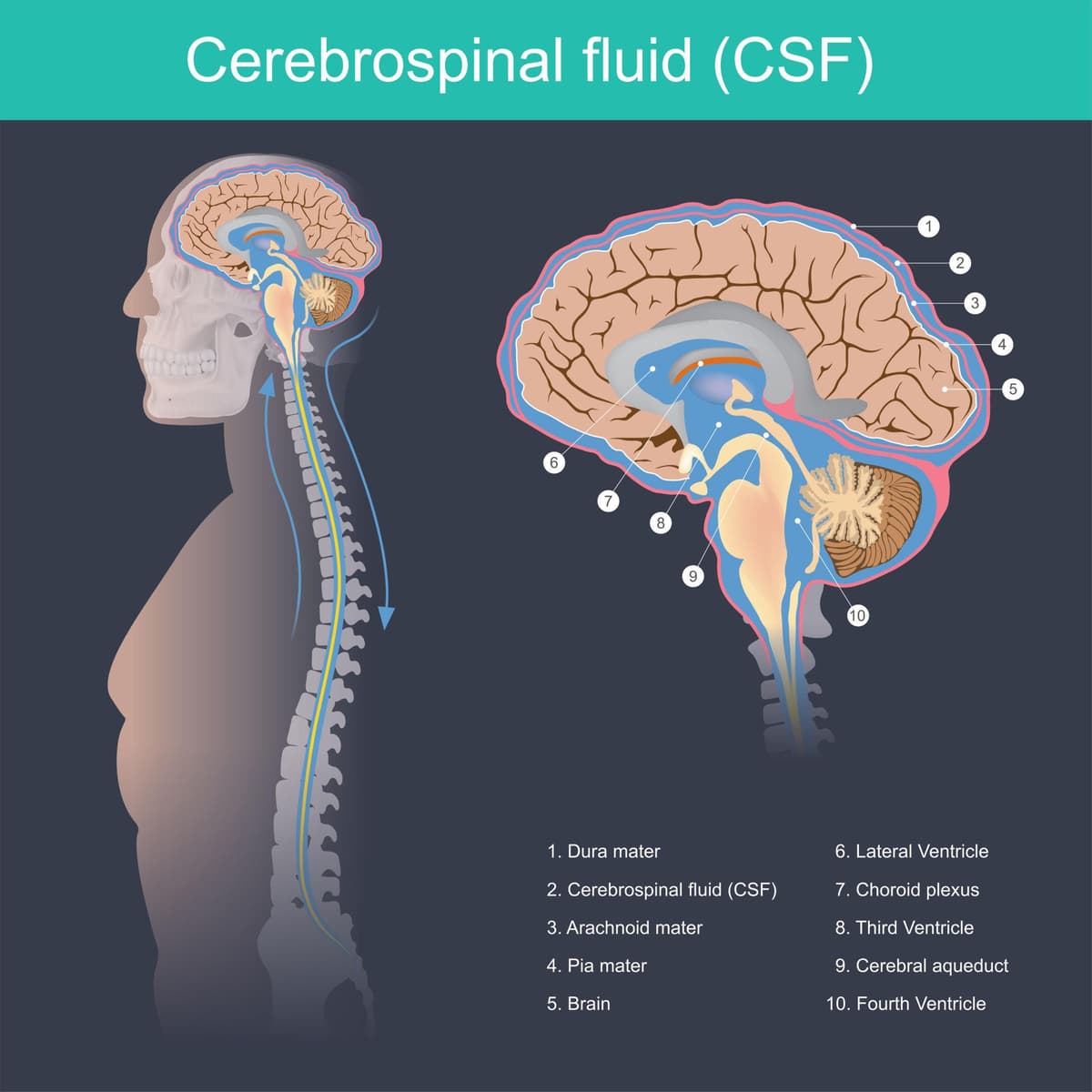 Dural pathway from cranium to sacrum